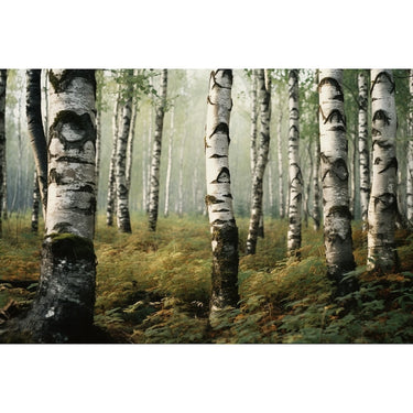 Silver Birch Tree Canvas